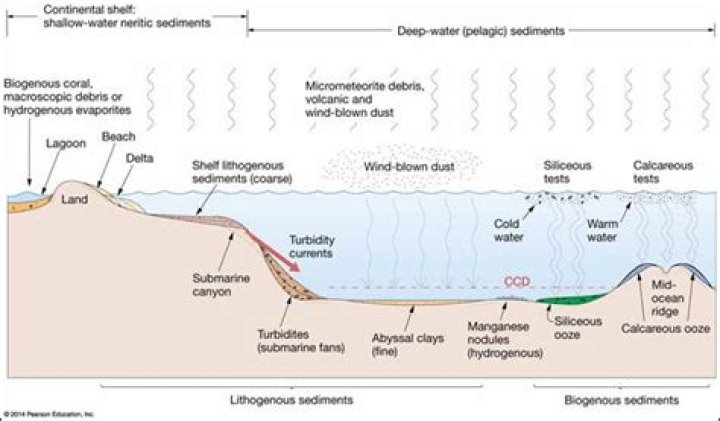 How is siliceous ooze formed?