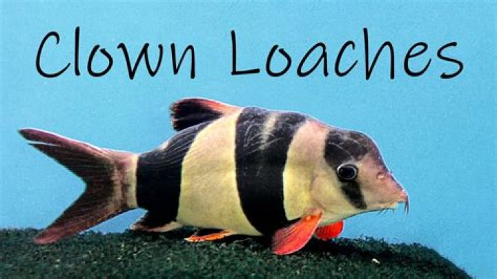 How long does a clown loach live?