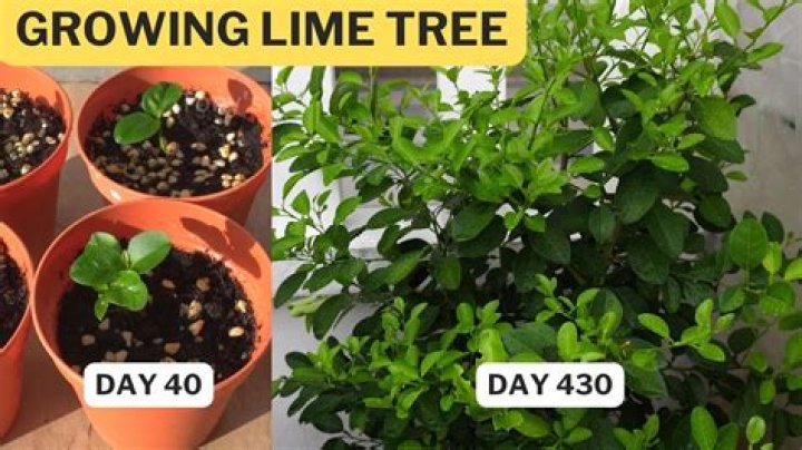 How long does lime take to set