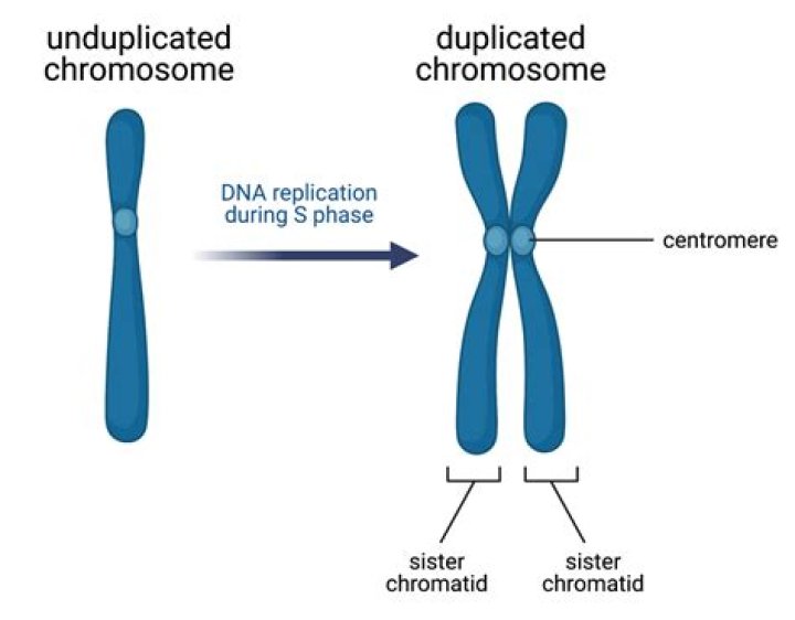 How many chromosomes are in a diploid cell