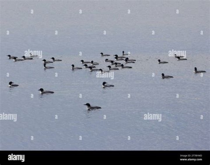 How many common loons are there in Minnesota