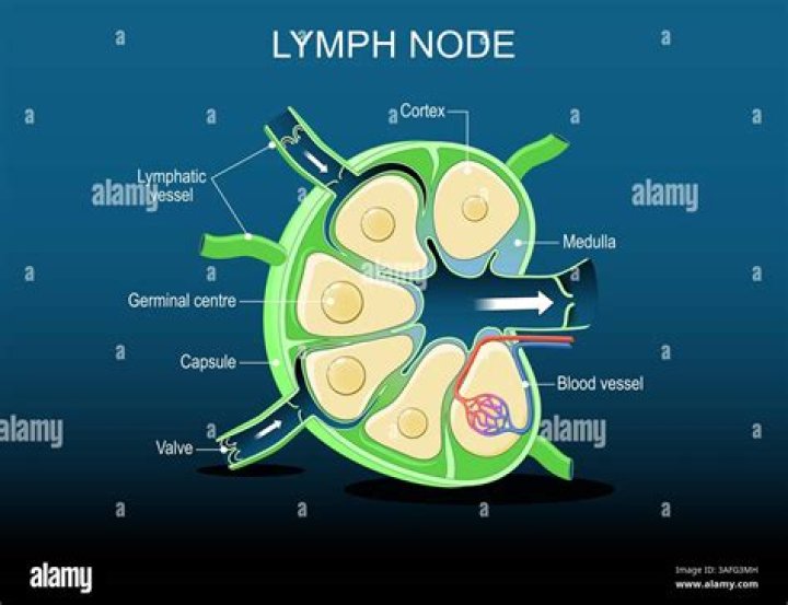 How many lymph nodes do we have in our body?