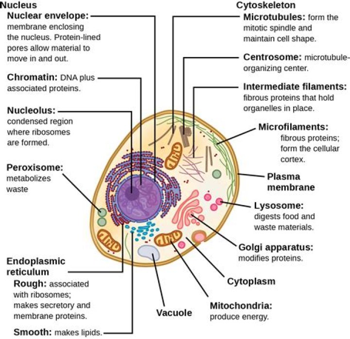 How many nucleolus are in a animal cell?