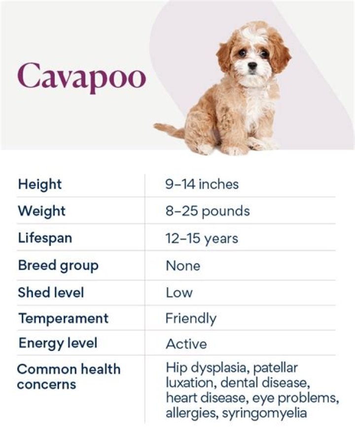 How much is a Cavapoo?