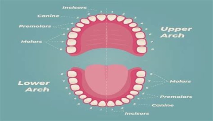 How much is a first tooth
