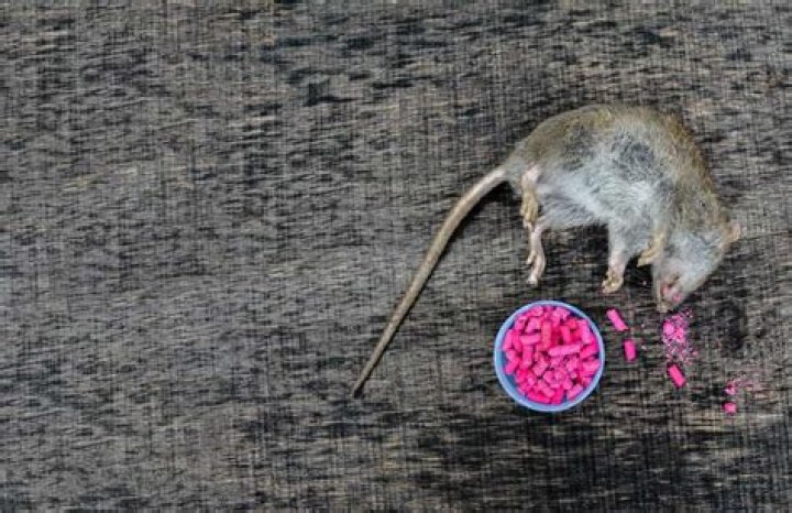 How much rat poison is lethal to dogs?