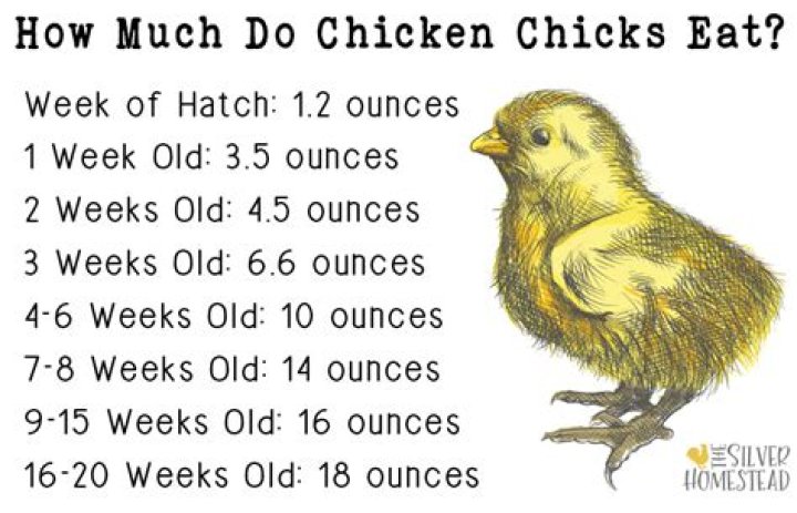 How much should chickens eat