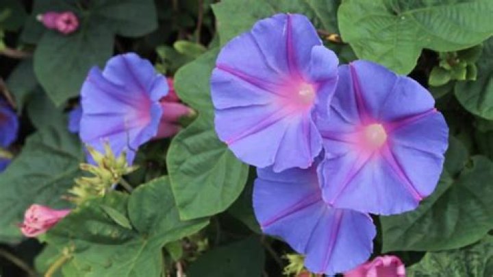 Is a morning glory an annual or perennial