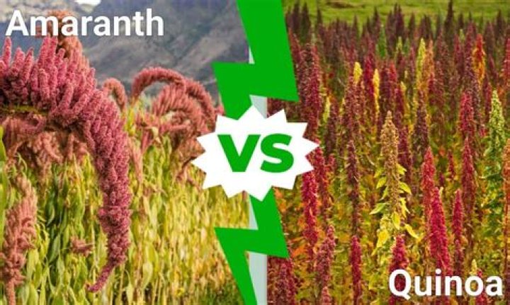 Is amaranth and quinoa the same thing