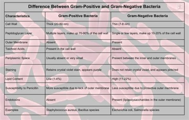 Is bacterial meningitis Gram positive or negative