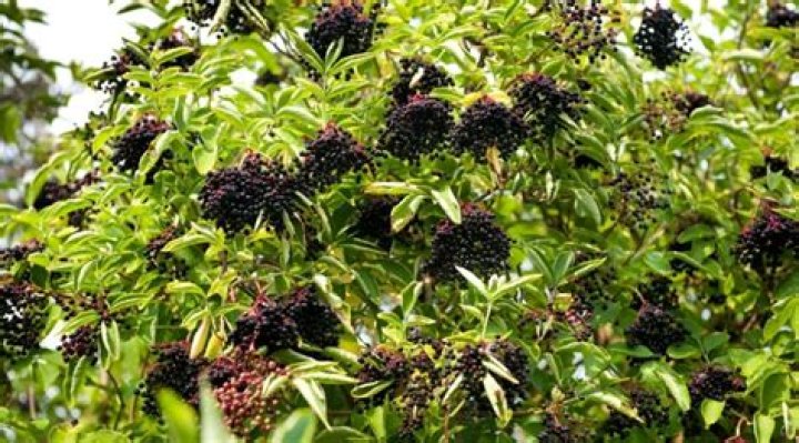 Is Elderberry an evergreen