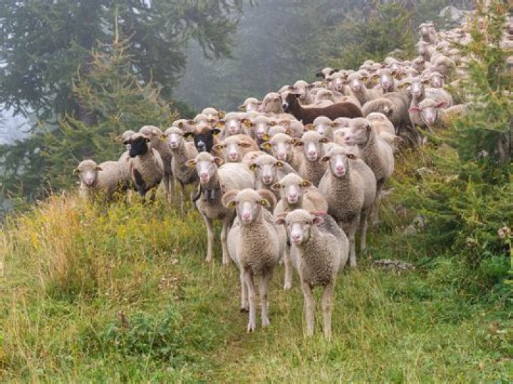 Is it a herd of sheep or a flock?
