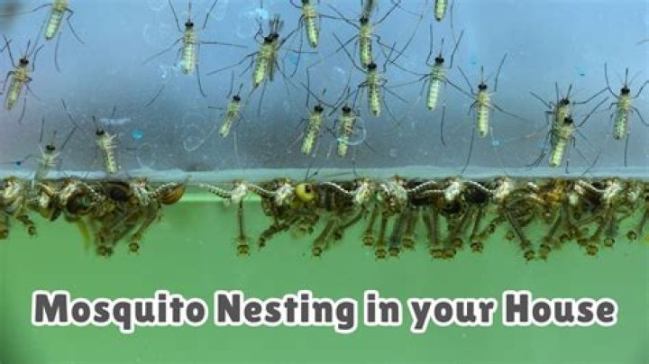 Is it possible to have a mosquito nest in your house?