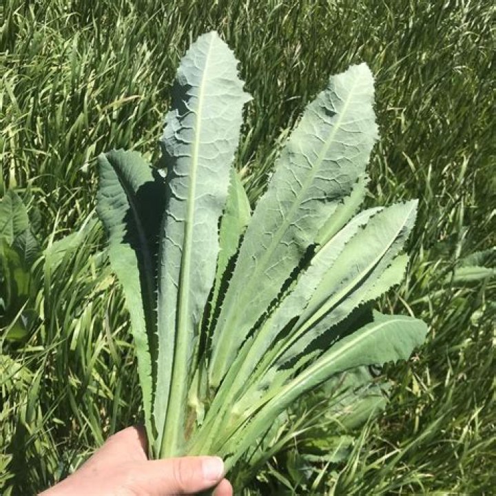 Is Lactuca sativa edible?