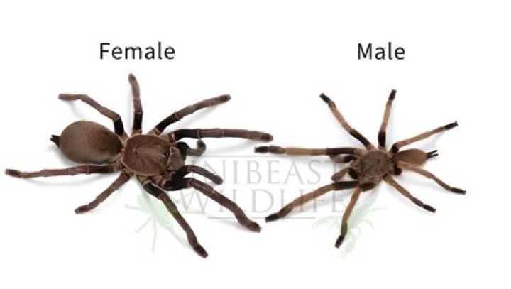 Is Yong a male or female name?