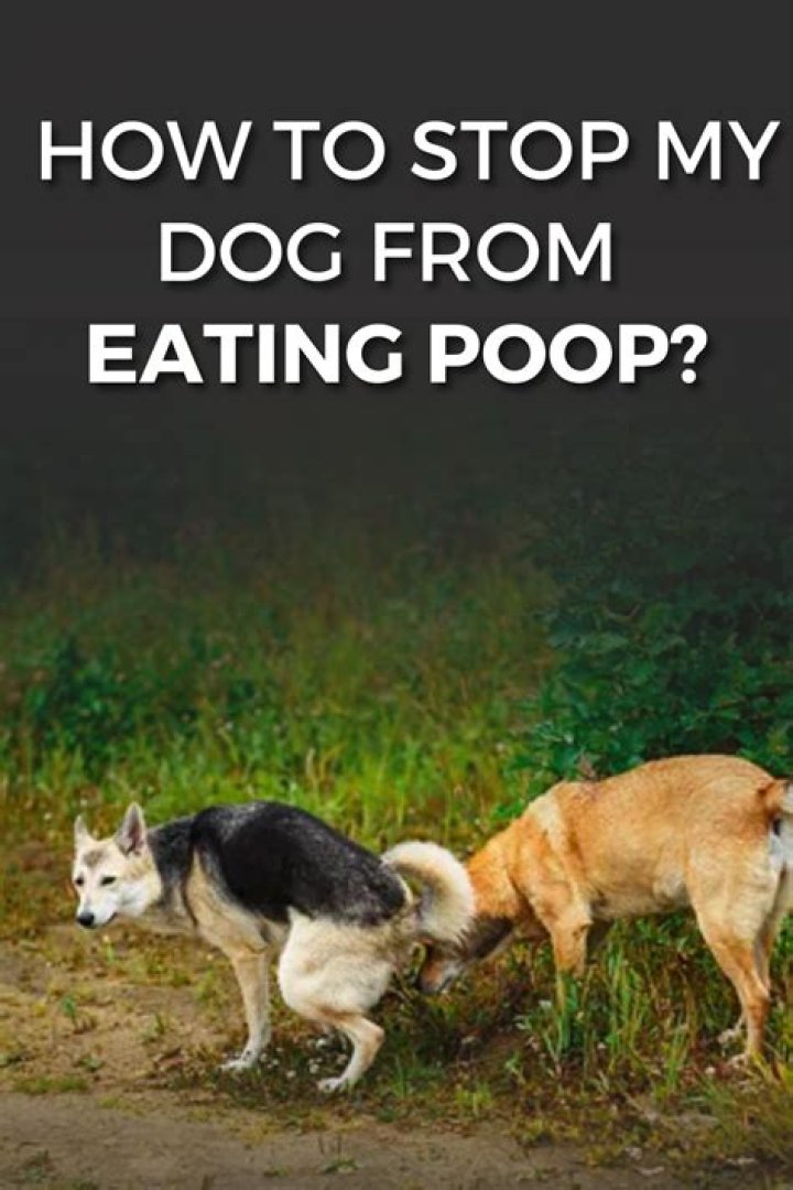 Should I punish my dog for eating cat poop?
