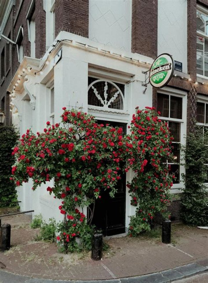What animal eats geraniums