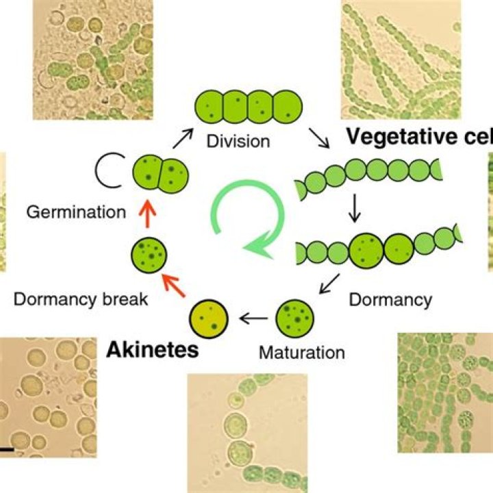 What are Akinetes and Heterocysts?