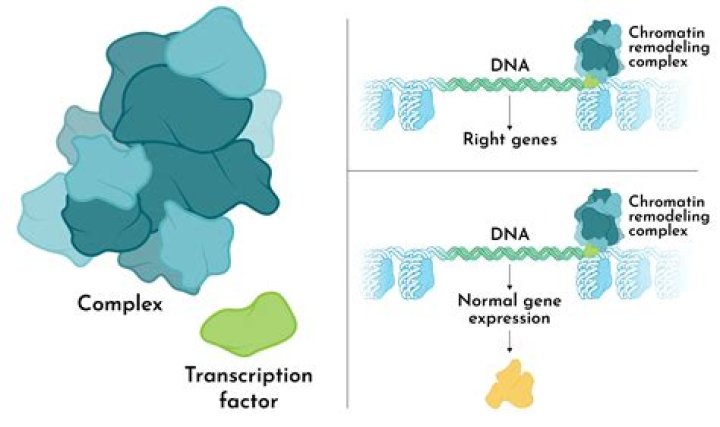What are chromatin remodeling complexes?