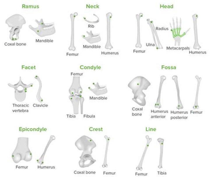 What are the 6 types of bones?