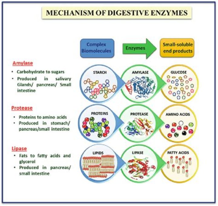 What are the enzymes involved in heme synthesis?