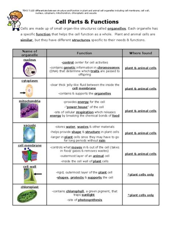 What are the functions of each organic compound