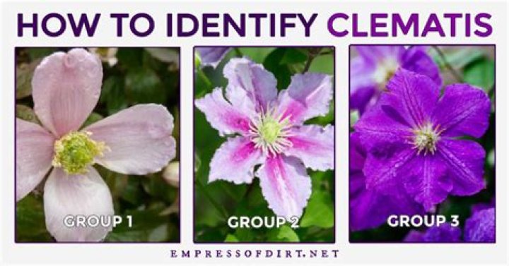 What are the groups of clematis