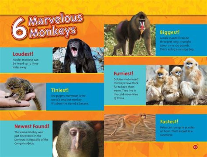 What are the monkeys that scream?