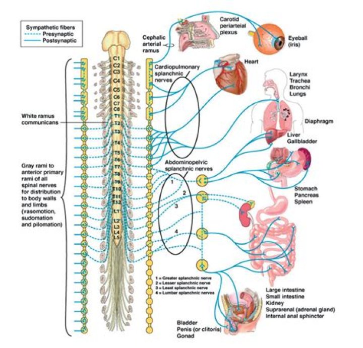 What are the sympathetic pathways