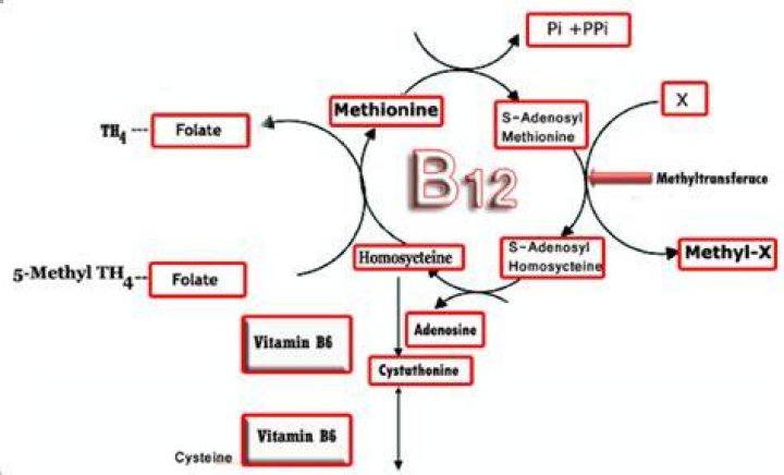 What are vitamin b12 and vitamin b12 coenzyme?