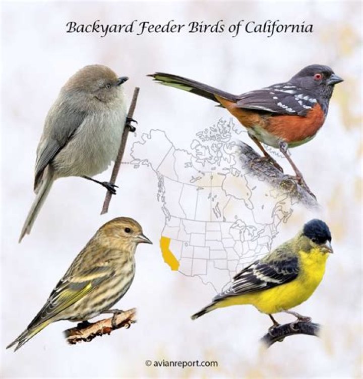 What birds are native to southern Spain?