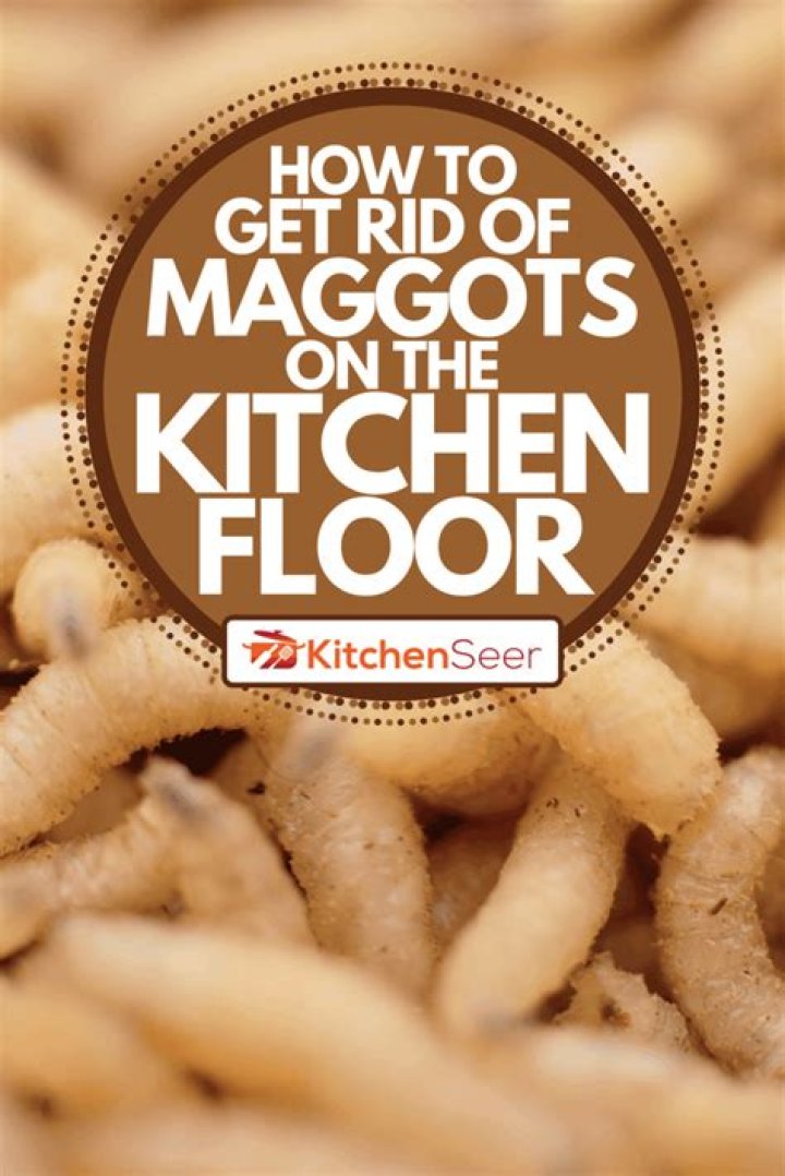 What causes maggots on the floor
