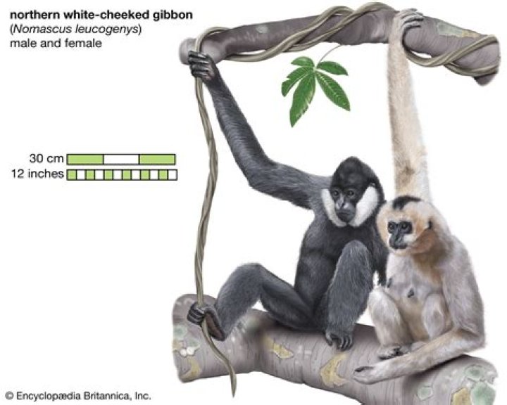 What do gibbons do
