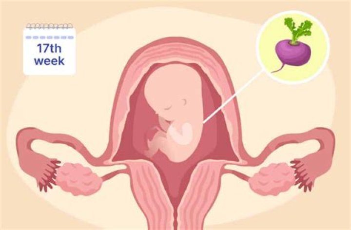 What does a 17 week fetus look like?