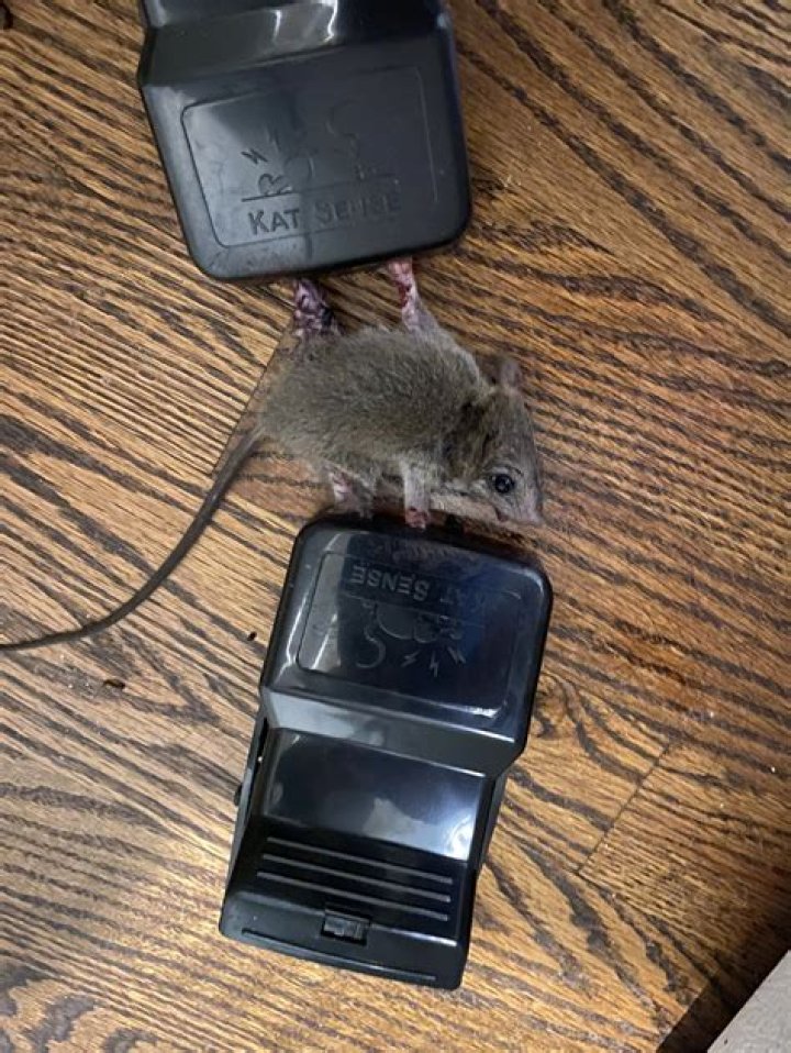 What does an exterminator do for rats