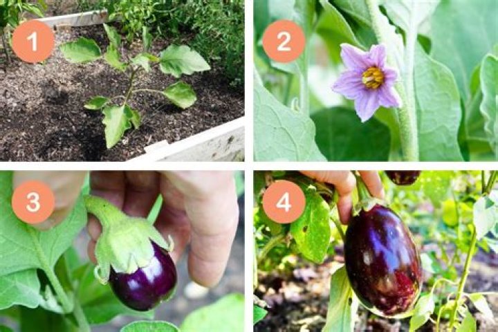 What does eggplant pair well with?