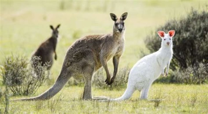 What does ocker mean in Australian slang?