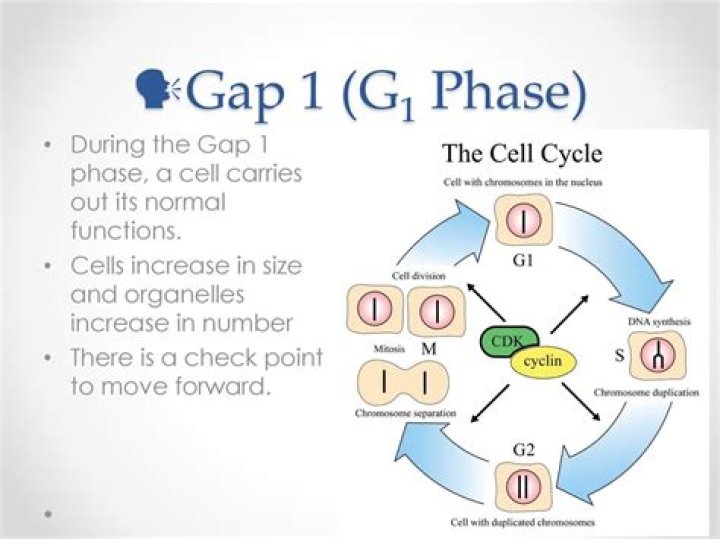 What happens Gap 1 G1?