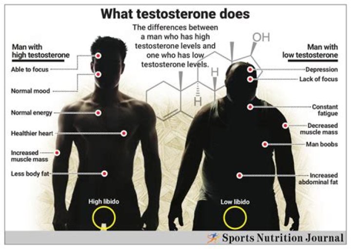 What has the most testosterone