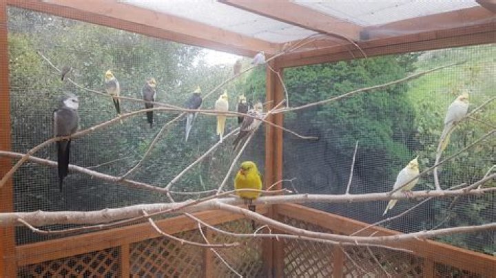 What is a large aviary called?