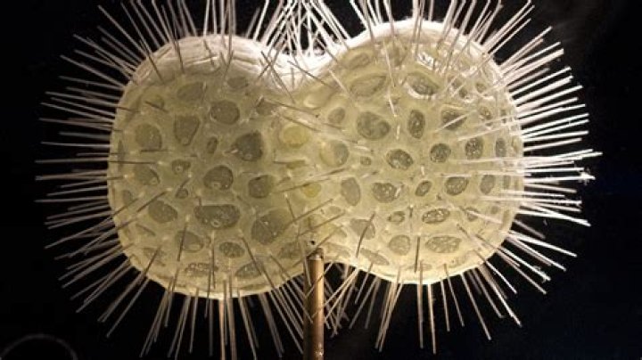 What is a radiolarian in science?