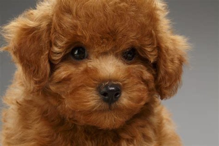 What is a teddy bear dog mixed with?