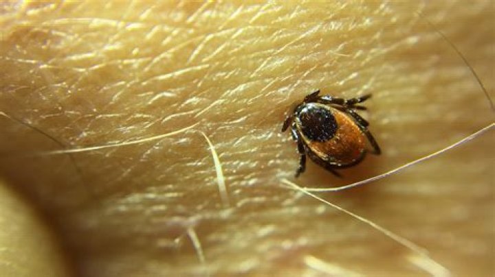 What is a tick bug