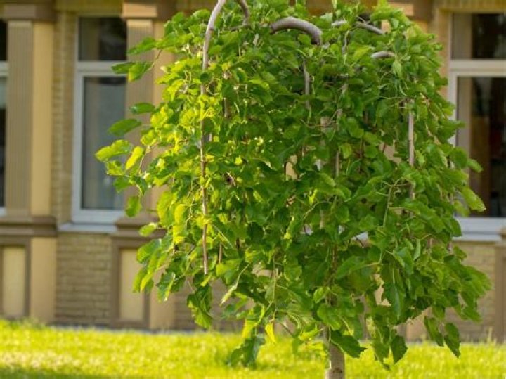 What is a weeping mulberry tree