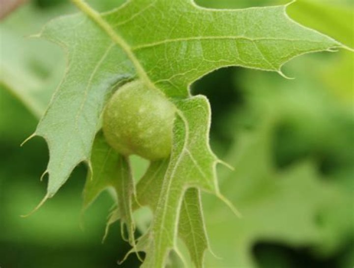 What is an oak leaf gall