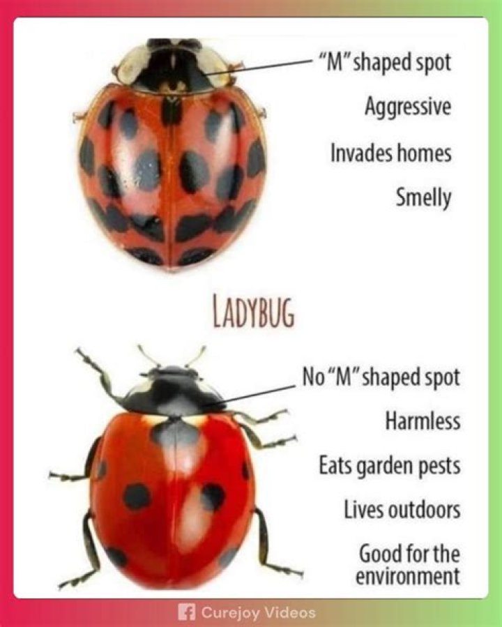 What is bad about ladybugs?