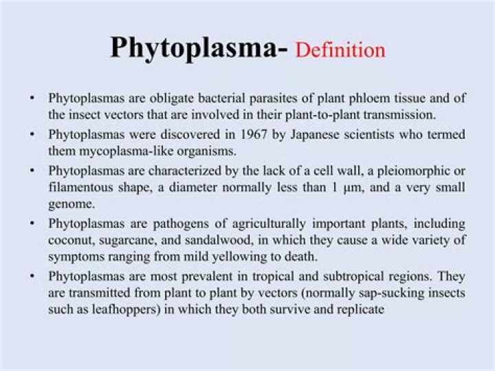 What is phytoplasma disease