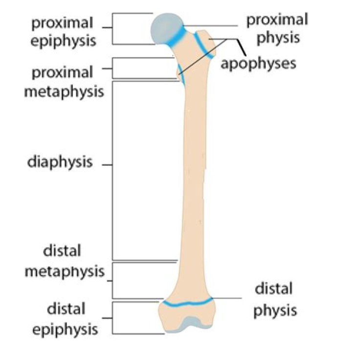 What is proximal humeral diaphysis?