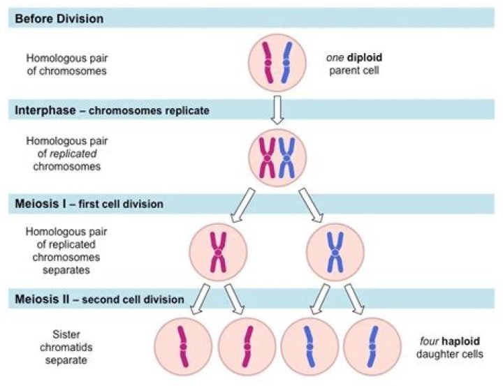 What is reduction division in meiosis