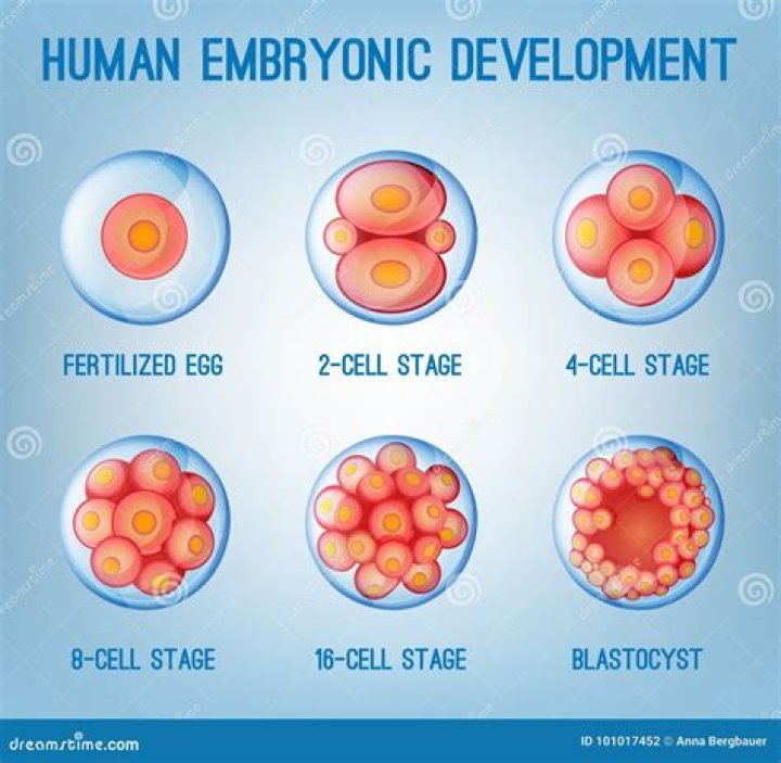 What is the correct order of embryonic development?